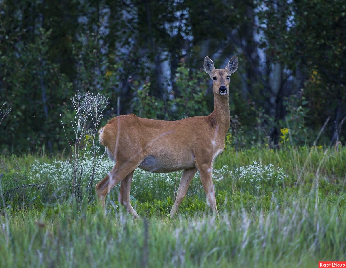 Сибирская косуля capreolus pygargus
