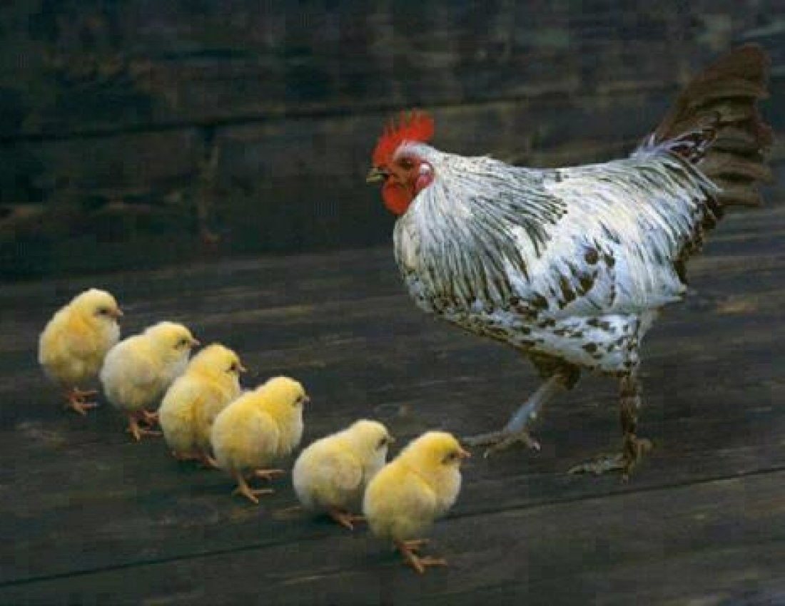 Курица в куртке