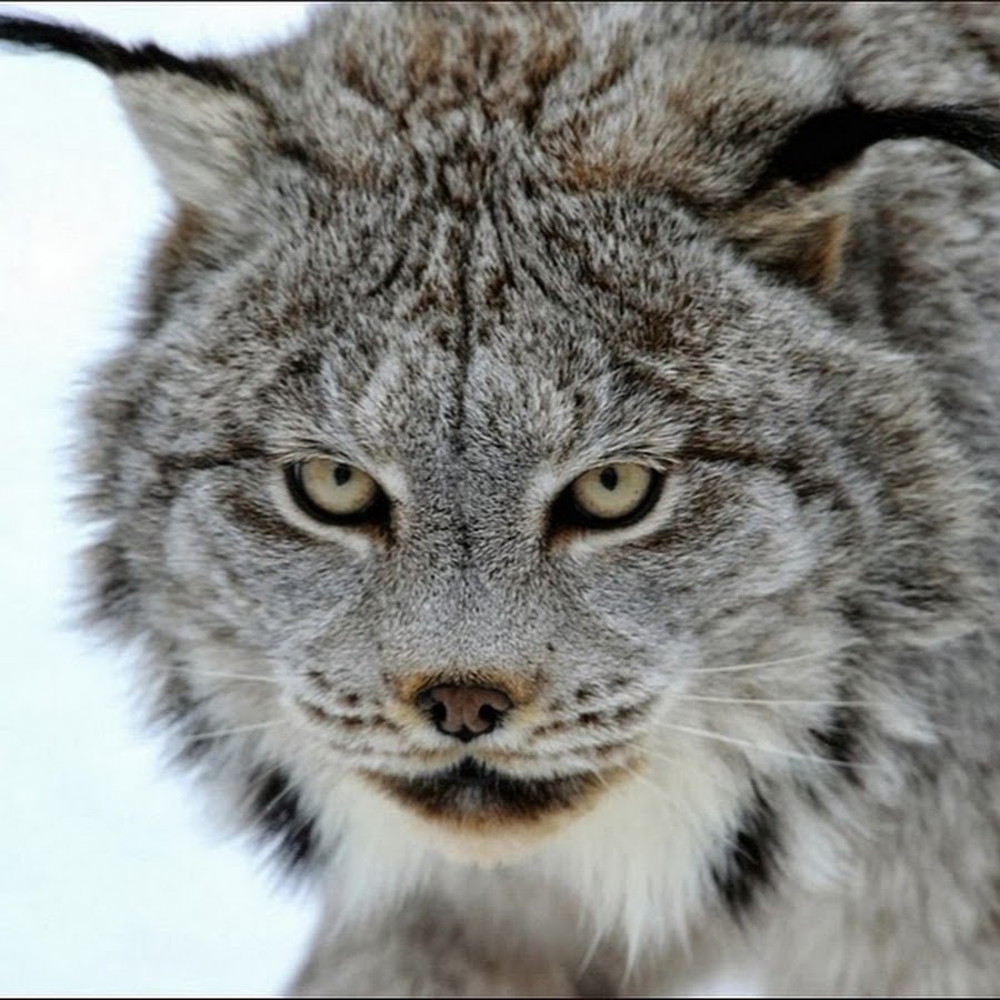 Сибирская Рысь