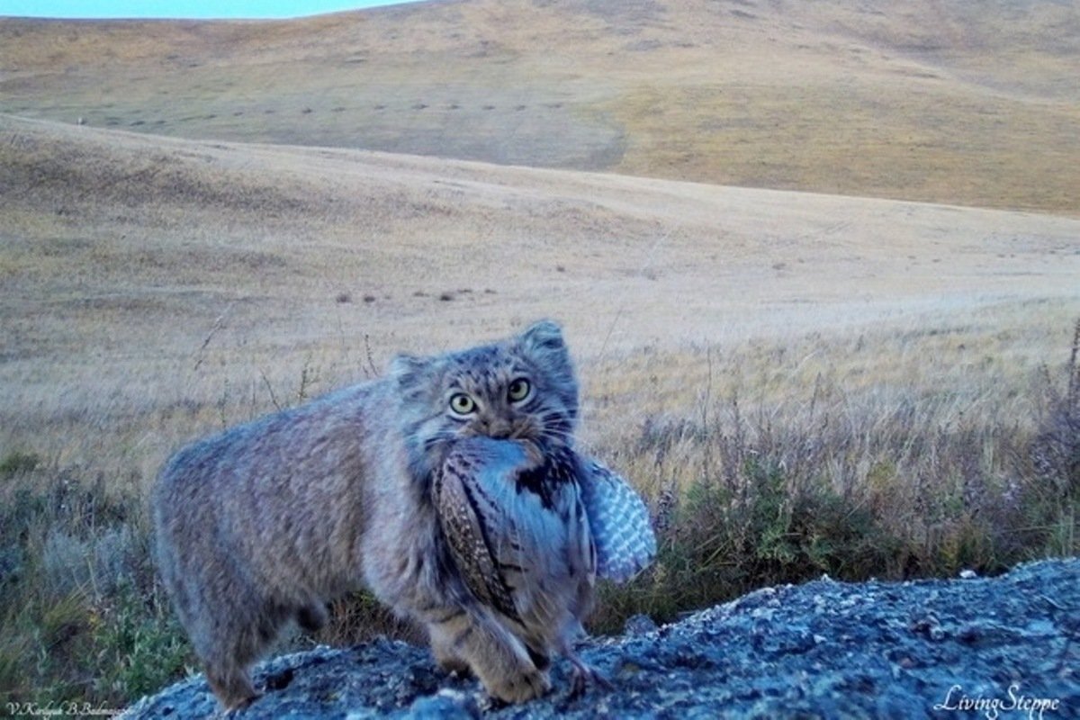 Кот Манул Забайкальского края