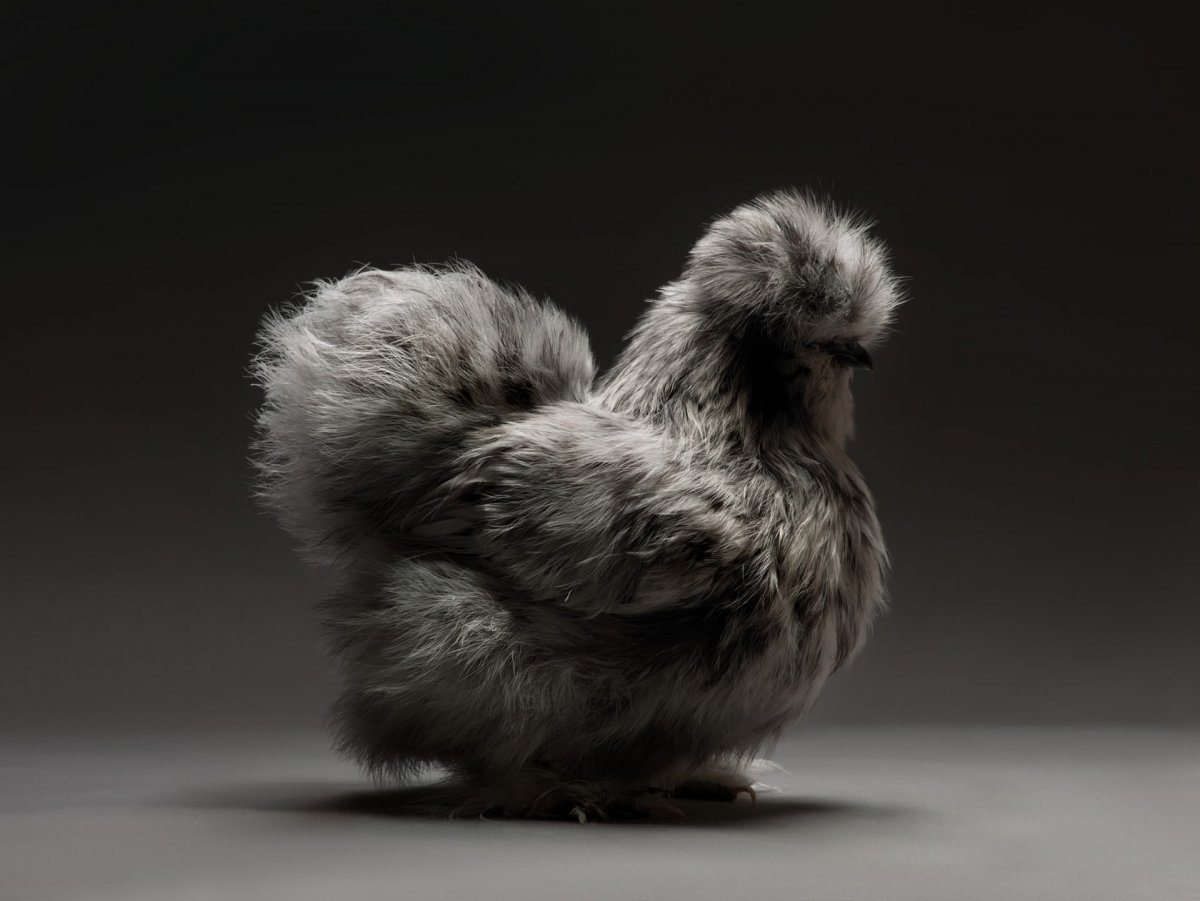 Морено Монти курица