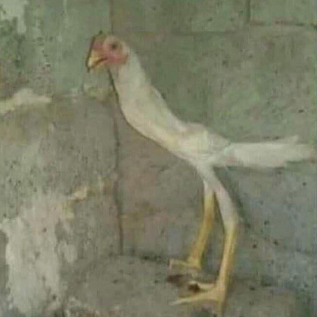 Прикольный петух