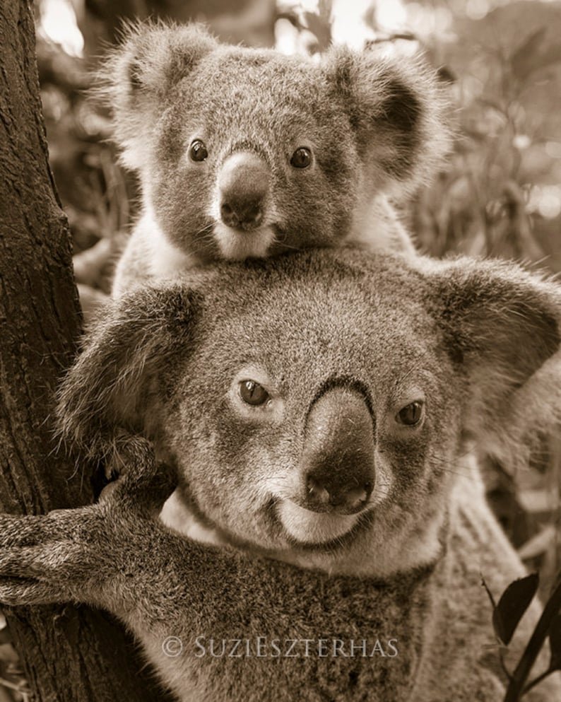 Красная коала. Коала. Мишка коала. Джоуи коалы. Коала бэби.