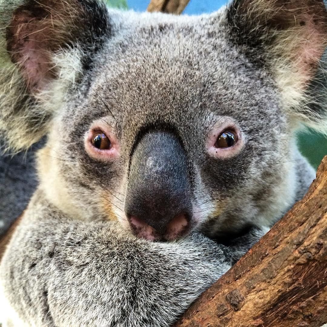 Алекс коал. Удивленная коала. Коала в очках. Коричневые глаза у коалы.