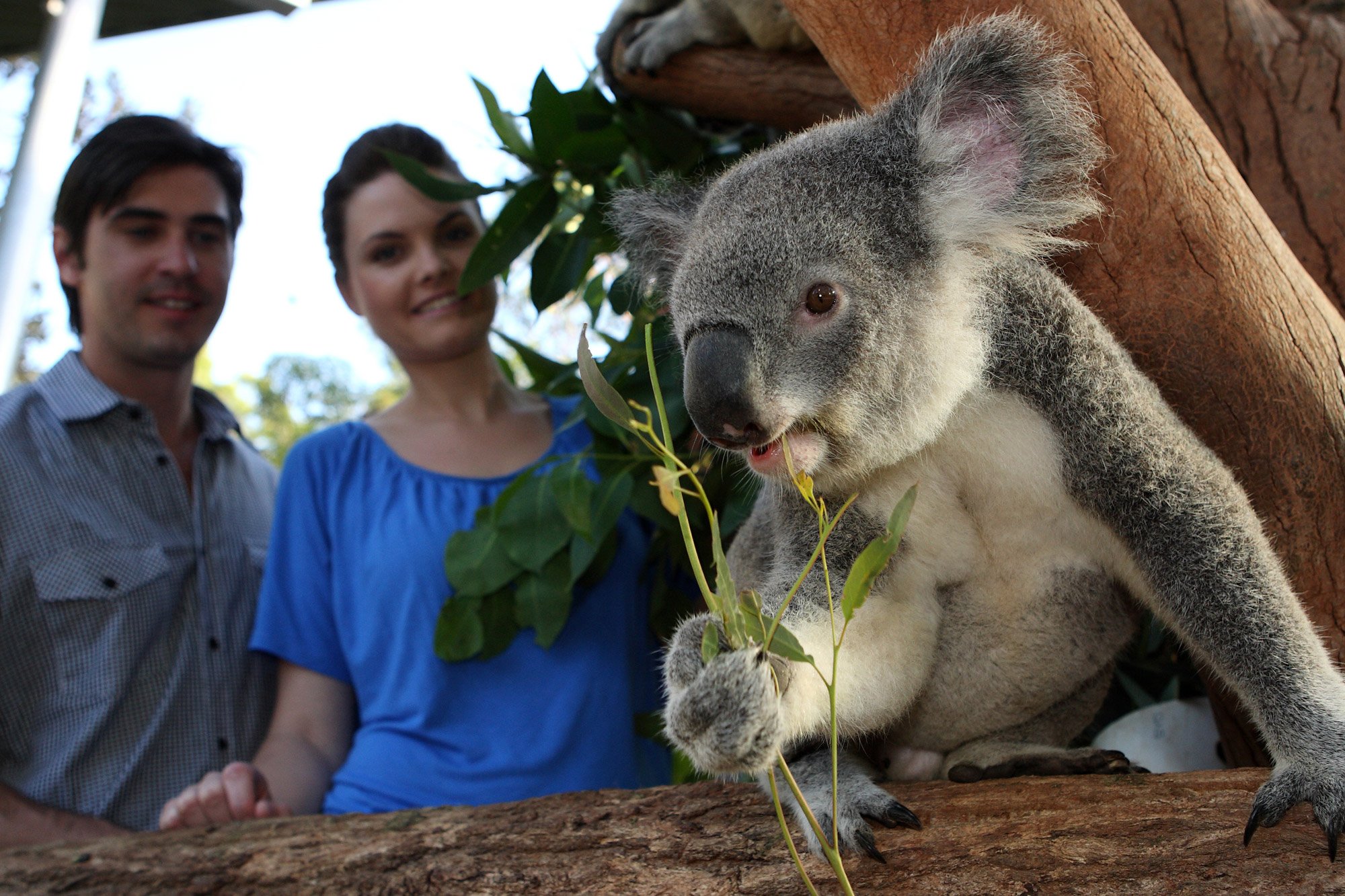 Most australians. Зоопарк Таронга в Австралии. Таронга Сидней. Taronga зоопарк Сидней. Австралия кенгуру и коала.