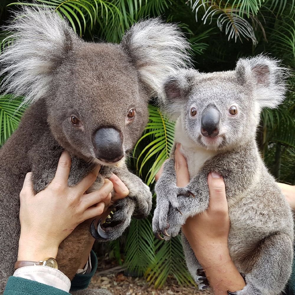 Как называется коала. Млекопитающие коала. Мишка коала. Коала в Австралии. Коала сумчатое животное.