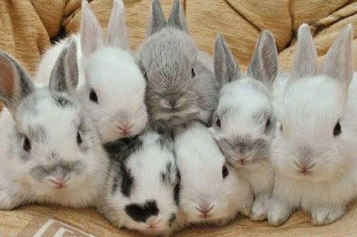 В питомнике живет несколько кроликов разного. Кролики. Куча кроликов. Много зайчат. Милые крольчата.