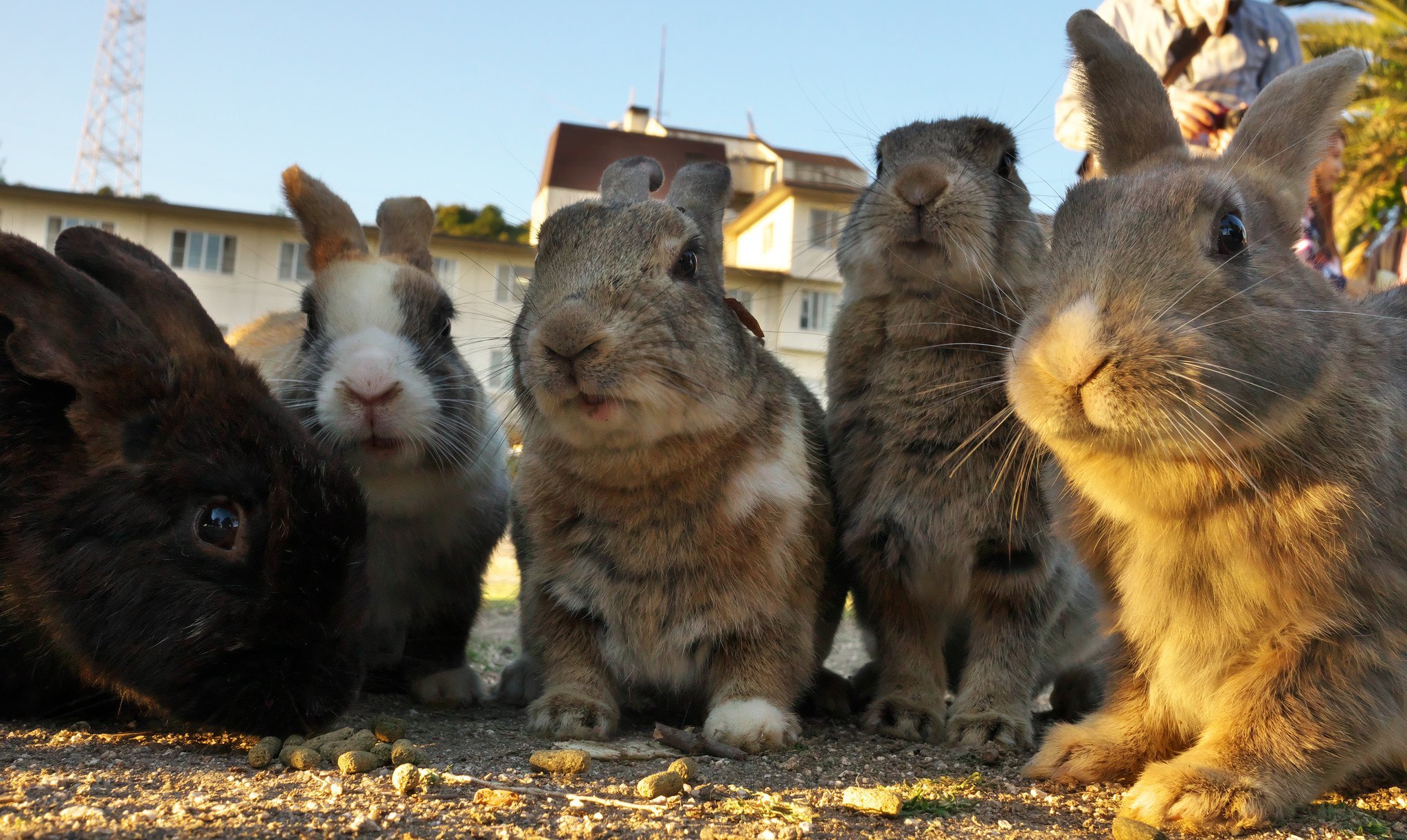 В питомнике живет несколько кроликов разного. Окуносима кроличий остров. Остров Окуносима Япония. Остров кроликов Окуносима. Кроличий остров в Японии.