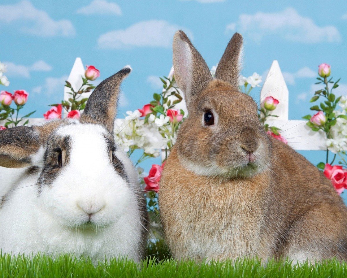 Маленькие крольчата много