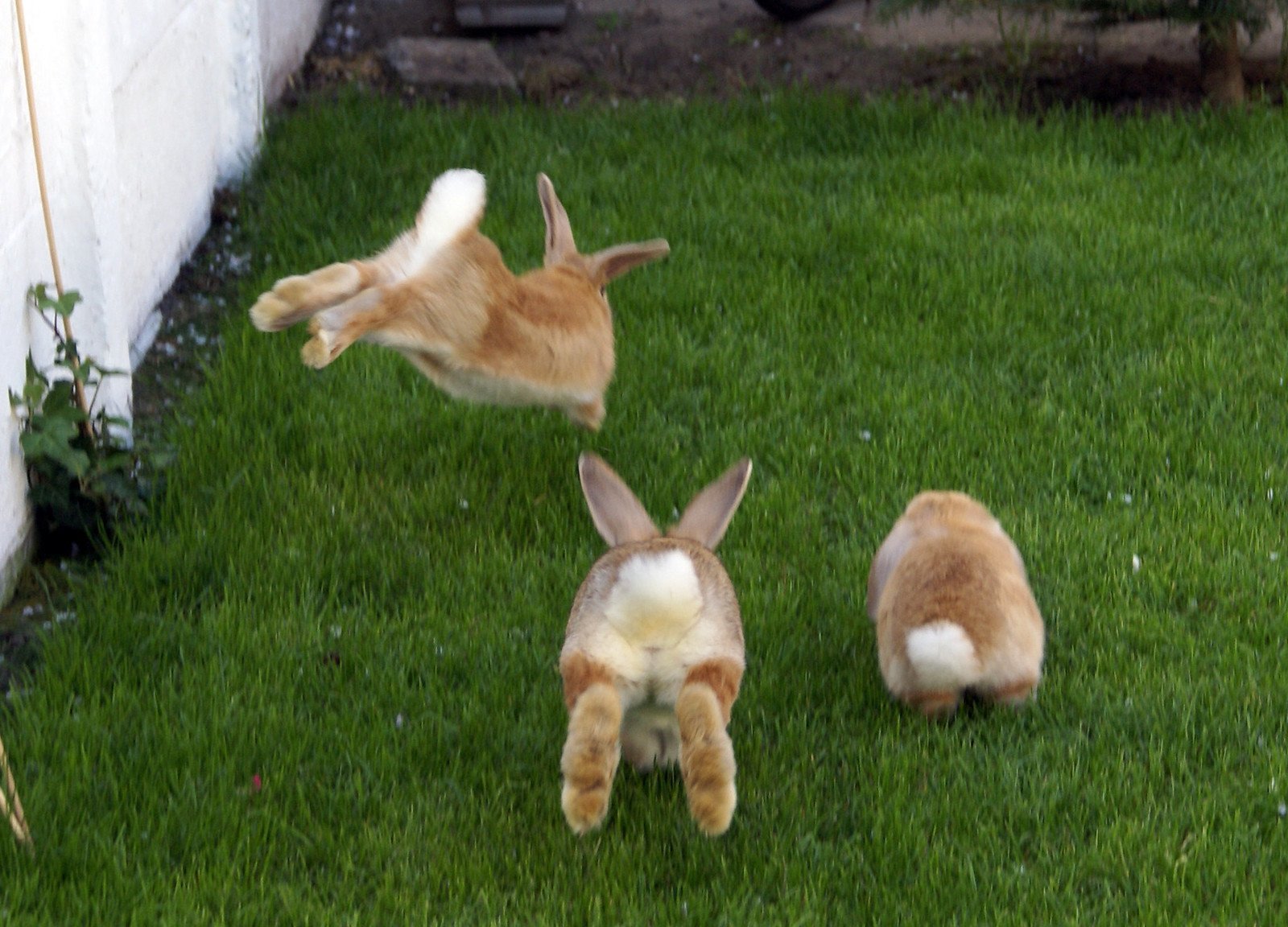 Смешное про зайцев. Хвостик кролика. Смешной заяц. Заяц хваста. Смешные кролики.