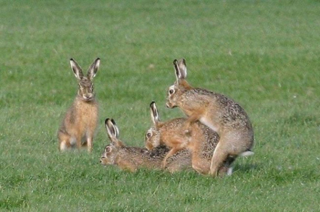 Эстетика животных