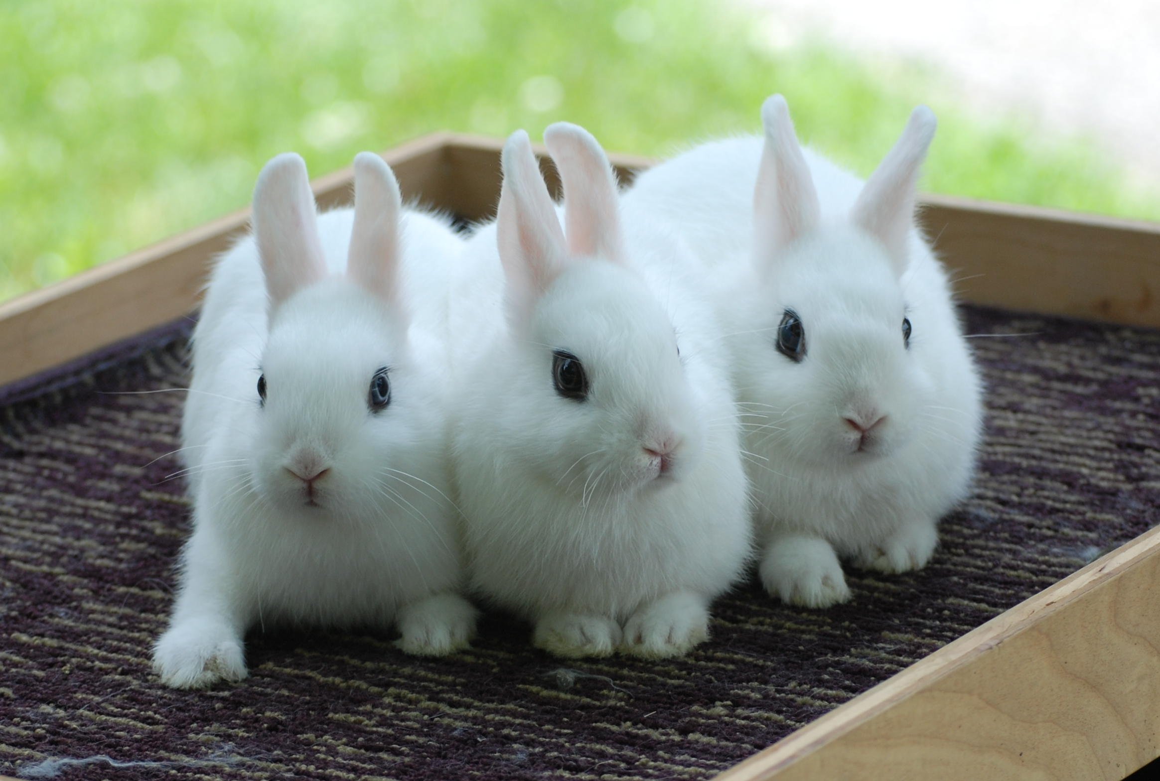 Большие и маленькие кролики. Кролик карликовый хотот. Dwarf Hotot кролик. Три кролика. Три зайчика.