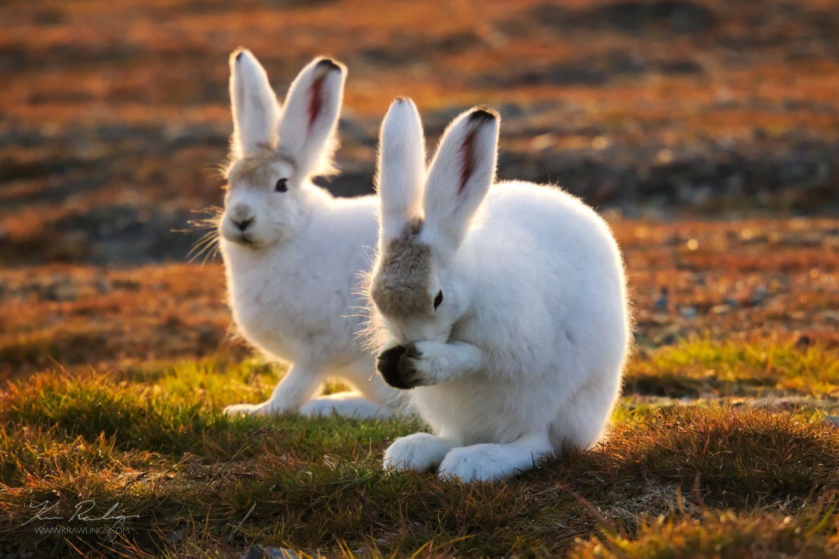 Зайчиха с зайчатами для детей