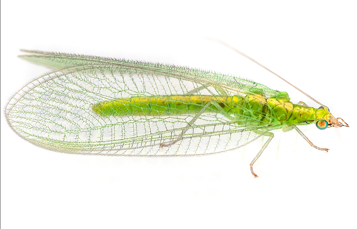 Златоглазка насекомое зеленая