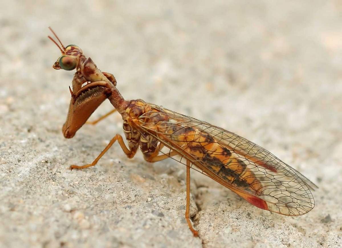 Златоглазка (флерница