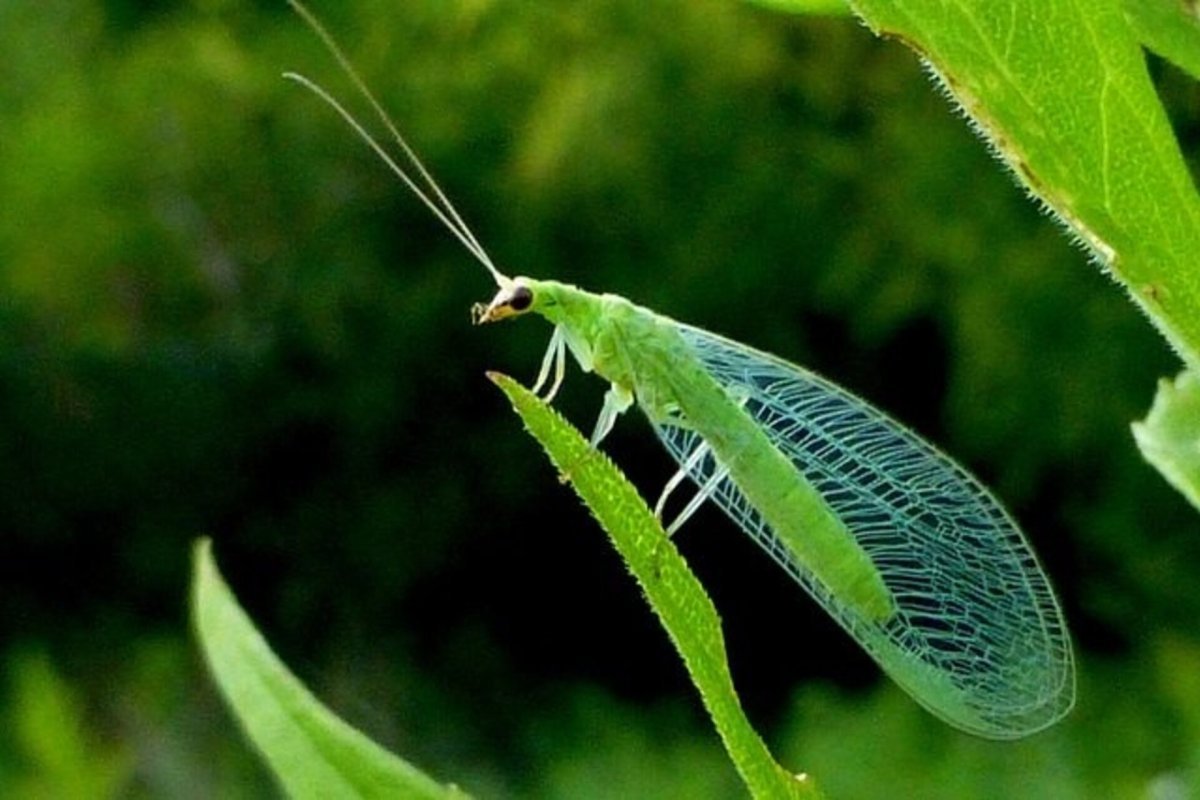 Кокон златоглазки