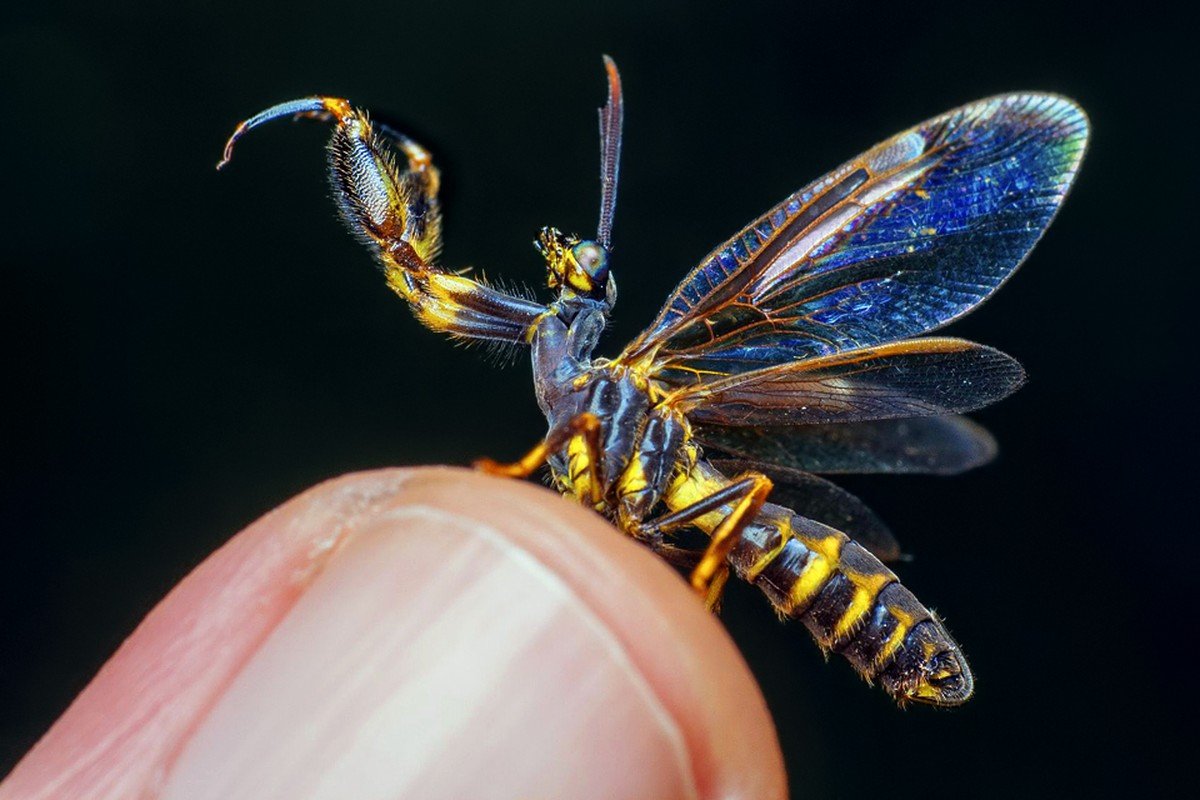 Муха златоглазка