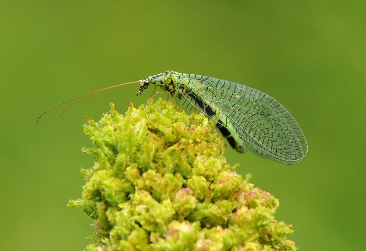 Зарисовки насекомых