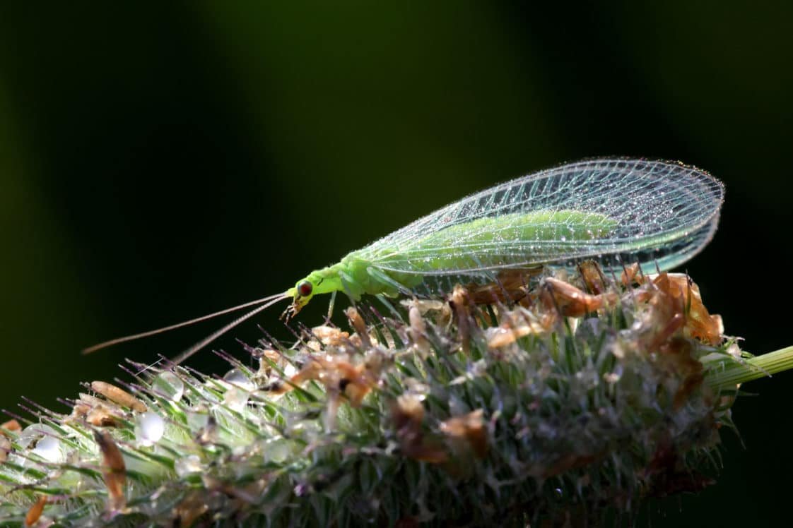 Жук златоглазка