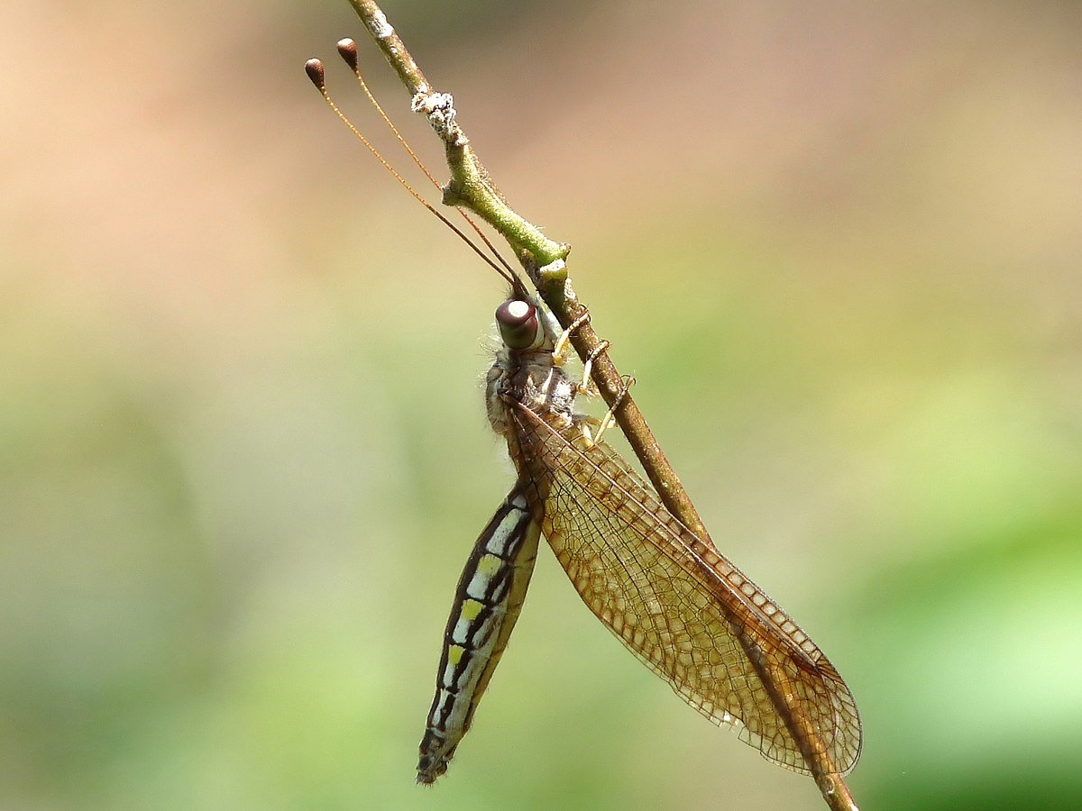 Сушеные златоглазки