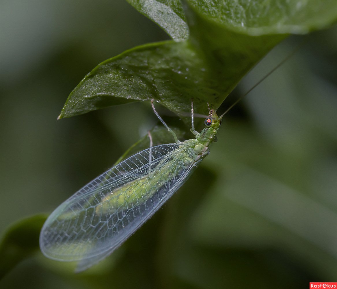 Златоглазка желтолобая