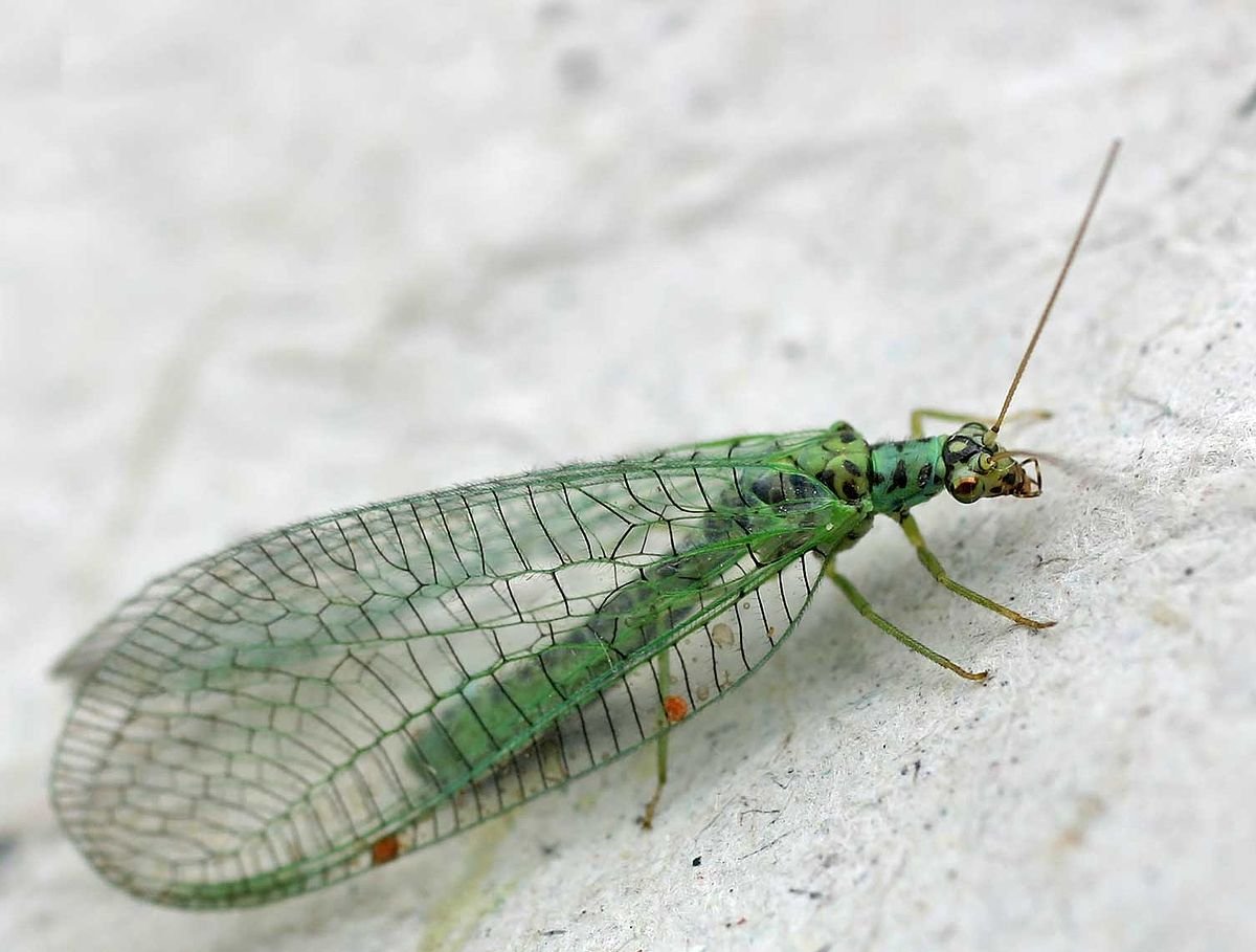 Мантиспа обыкновенная