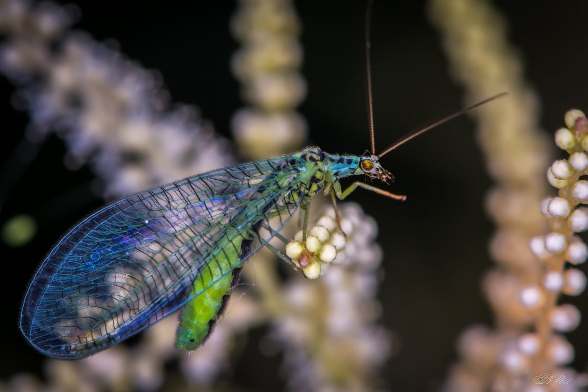 Златоглазка обыкновенная