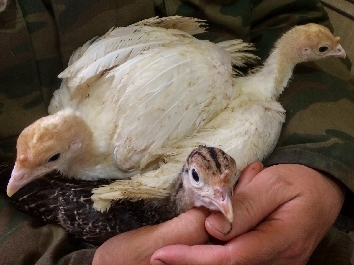 Маленькие индюшата