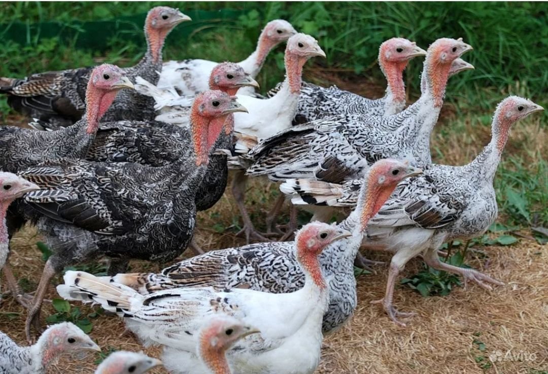 Маленькие индюшата