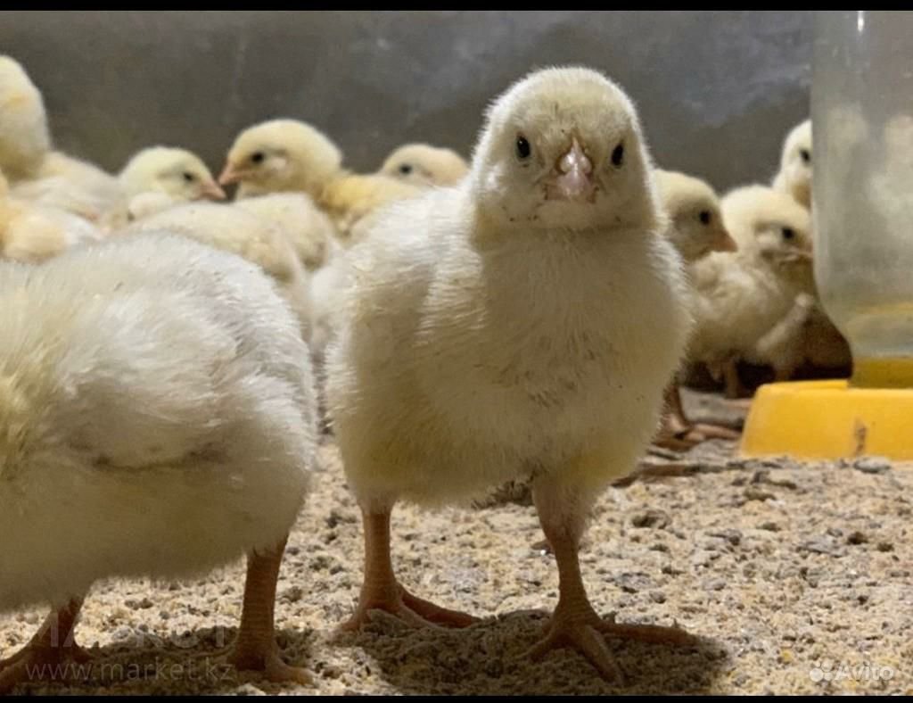 Бройлер Кобб 500