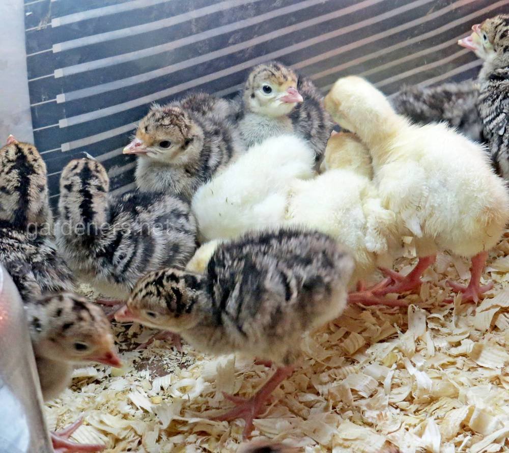 Цыплята индюшата