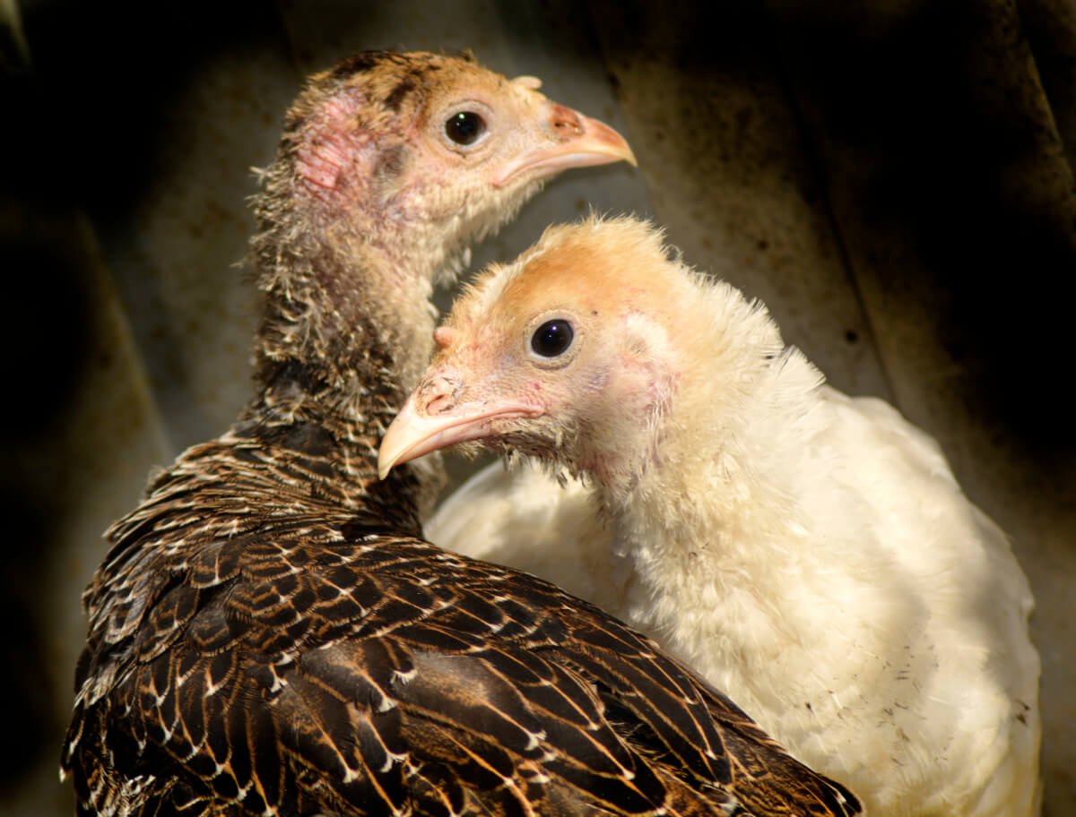 Цыплята пшеничного Марана