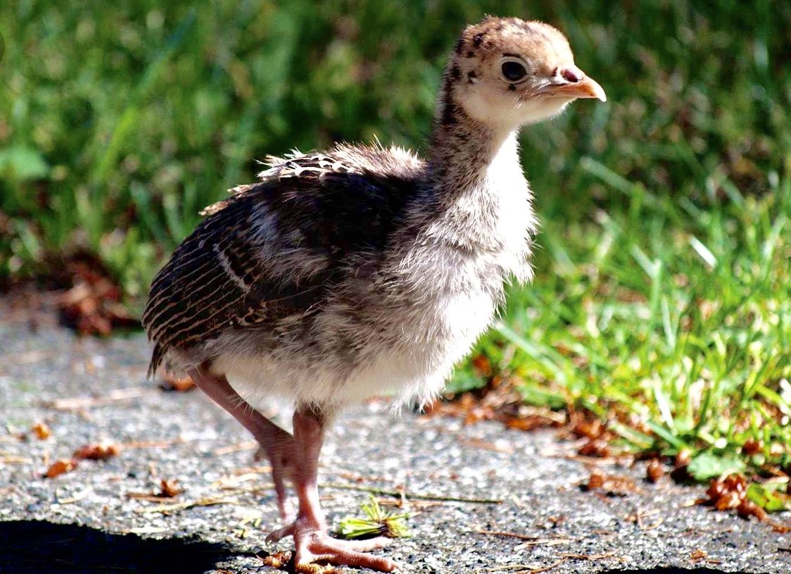 Индюк с индюшатами