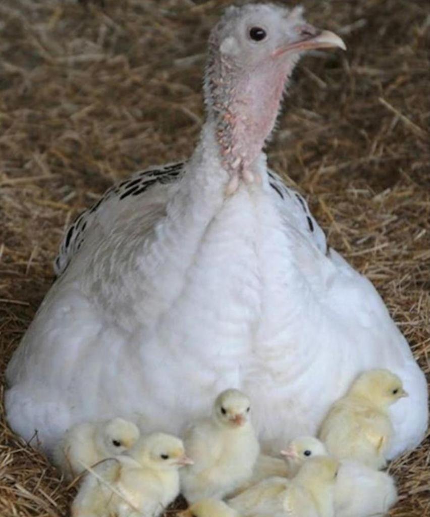 Индюк индюшка и индюшонок