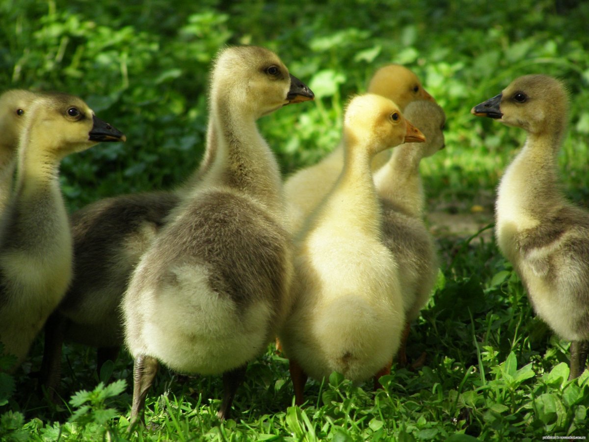 Датский Легарт гусята