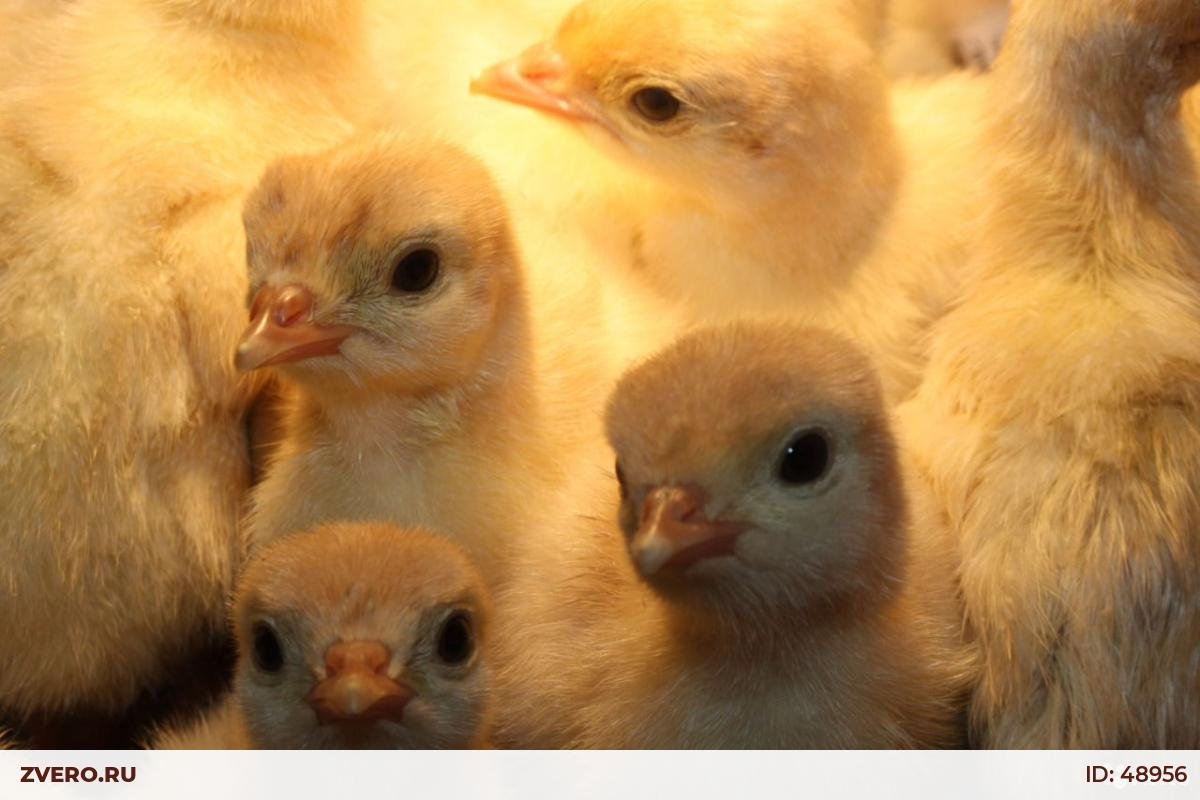 Индюки цыплята Хайбрид