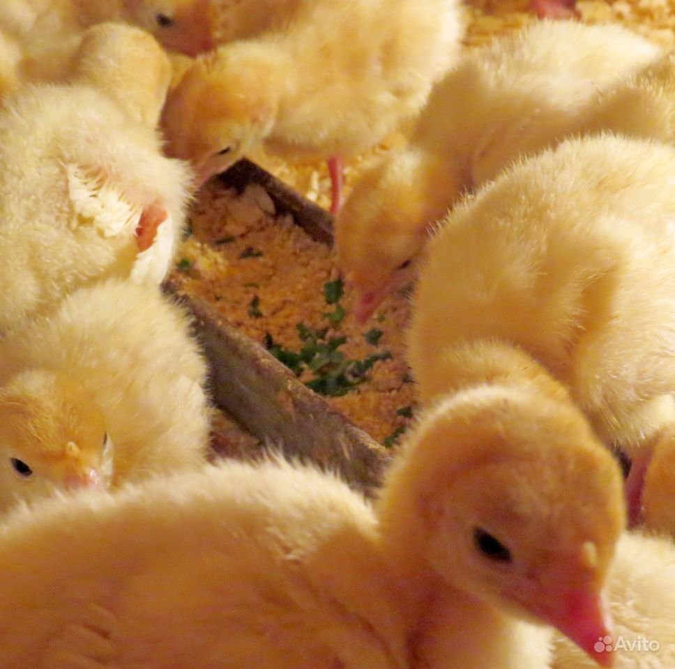 Суточные индюшата