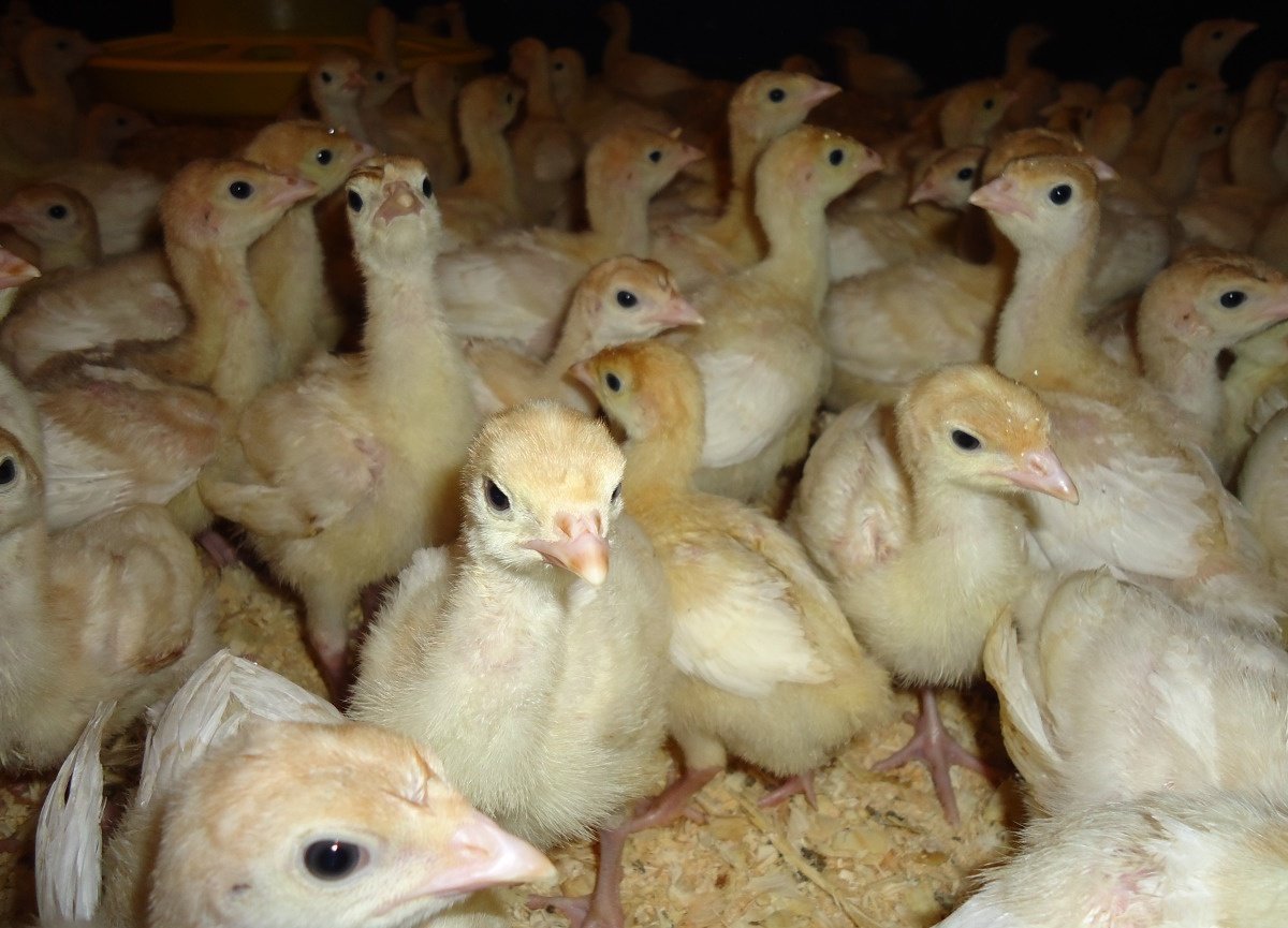 Цыплята индюков Биг 6