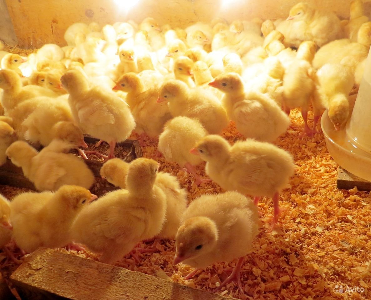 Индюшата белые широкогрудые суточные