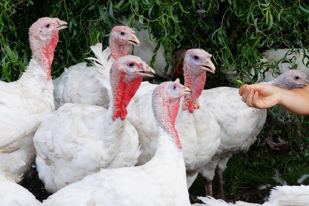 Венгерский бройлер