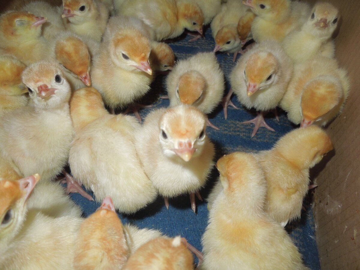 Цыплята индюков Биг 6