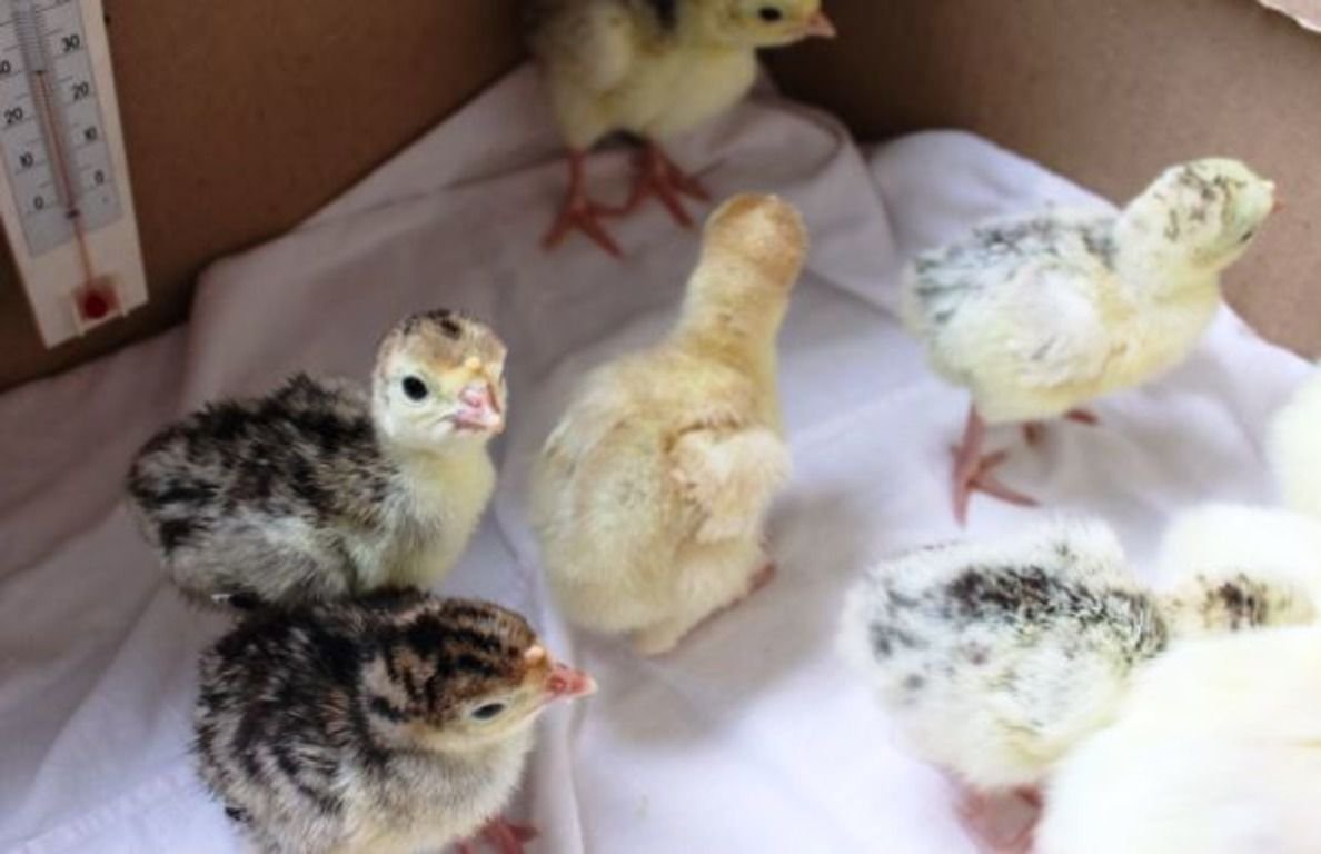 Индюшата 20 суточные