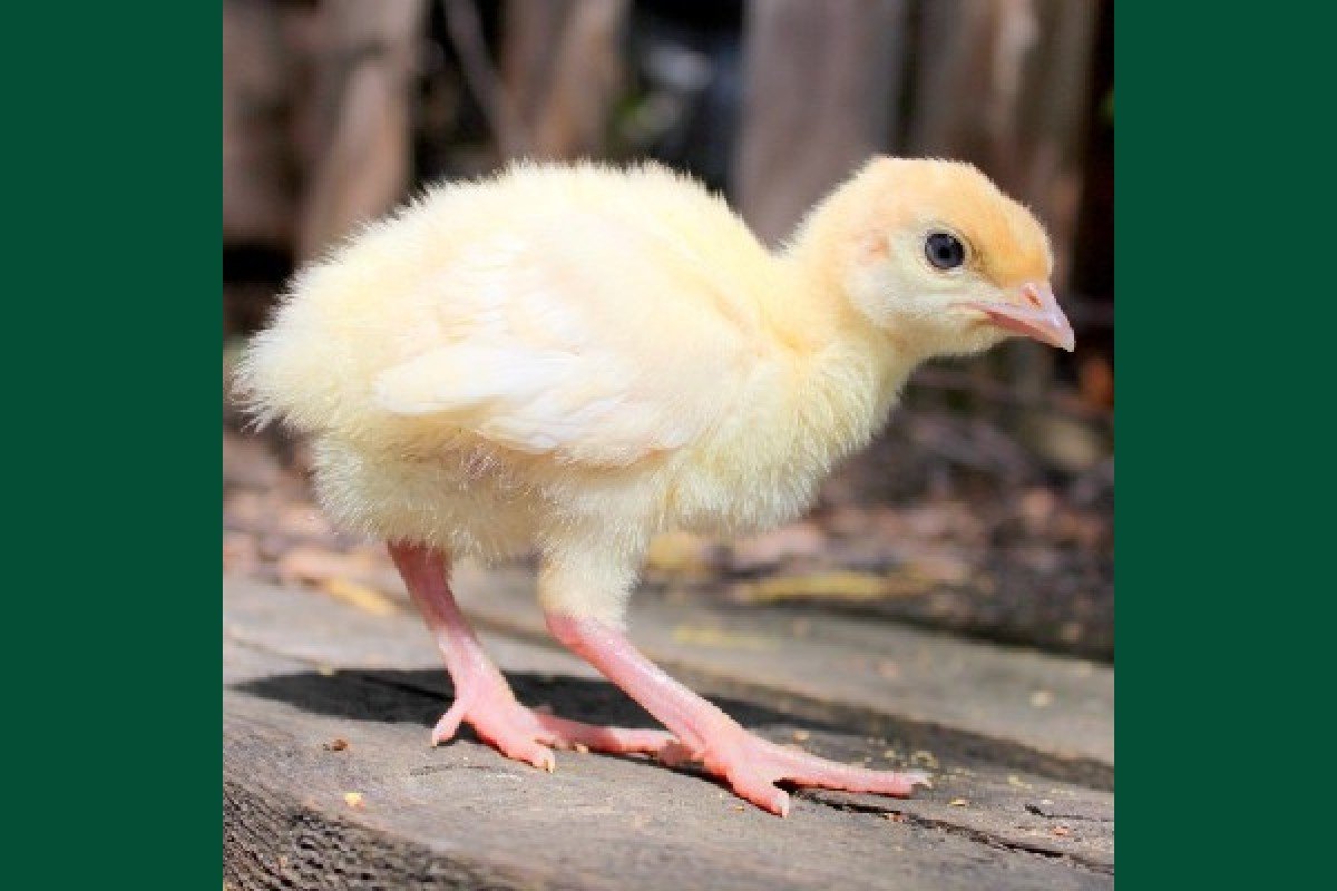 Линда гуси цыплята