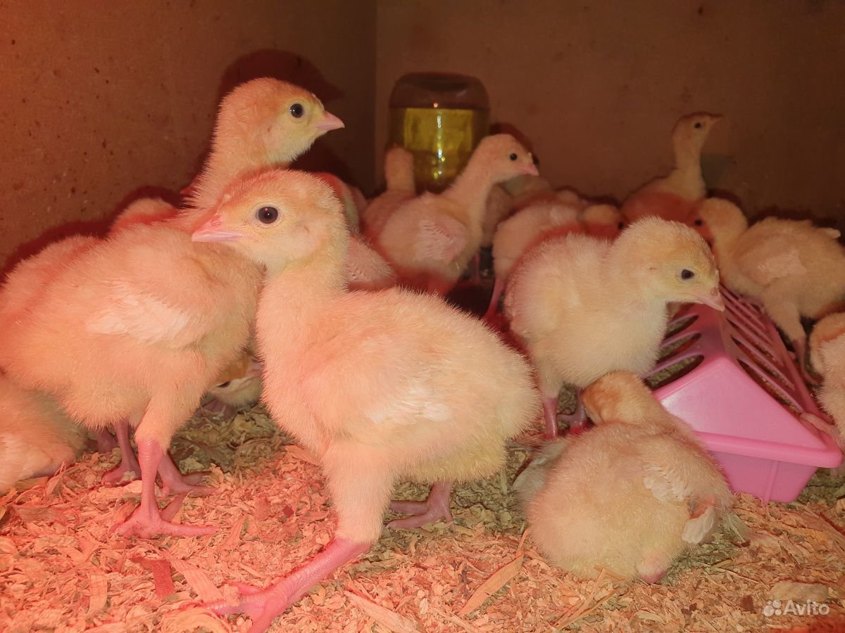 Индюшата Хайбрид