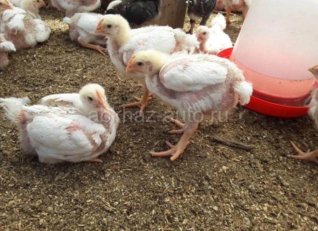 Бролерские куры Кобб 500
