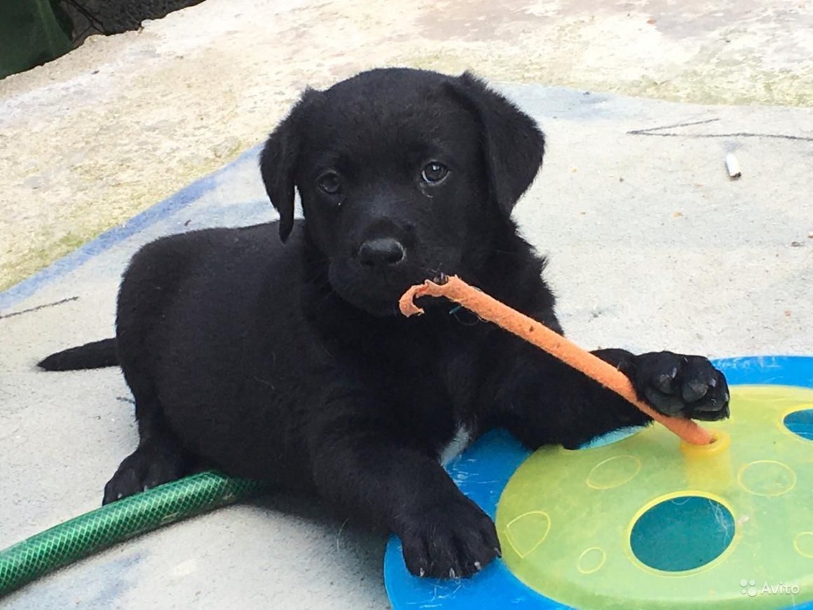 Метис лабрадора