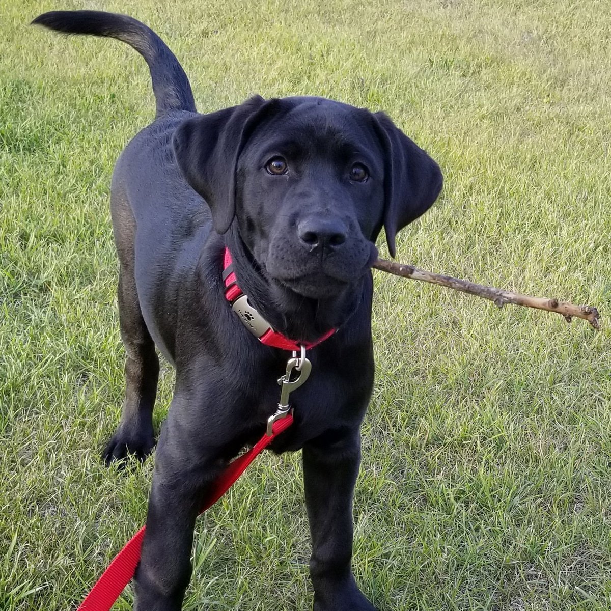 Кане Корсо и лабрадор