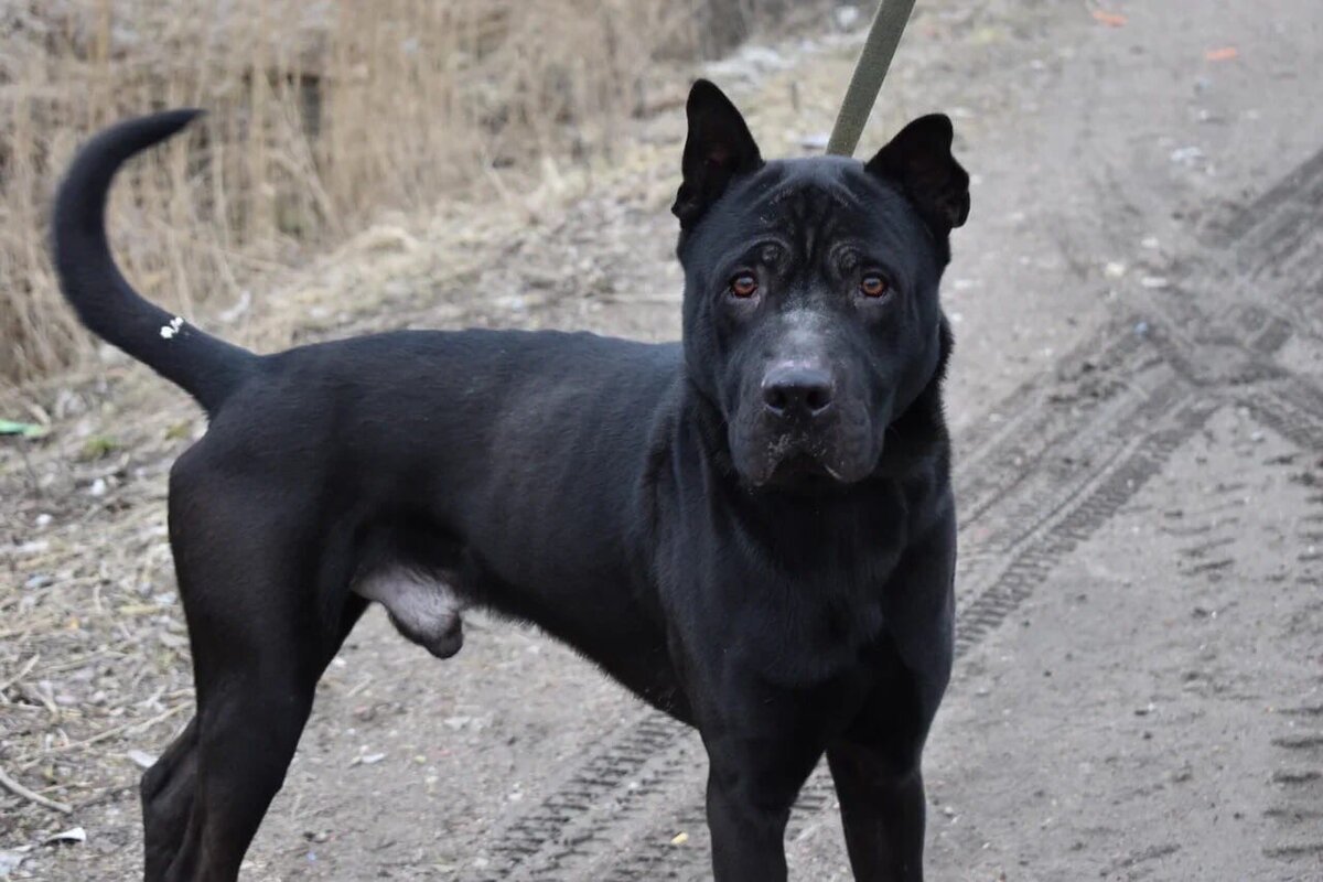 Метис Кане Корсо и ротвейлера