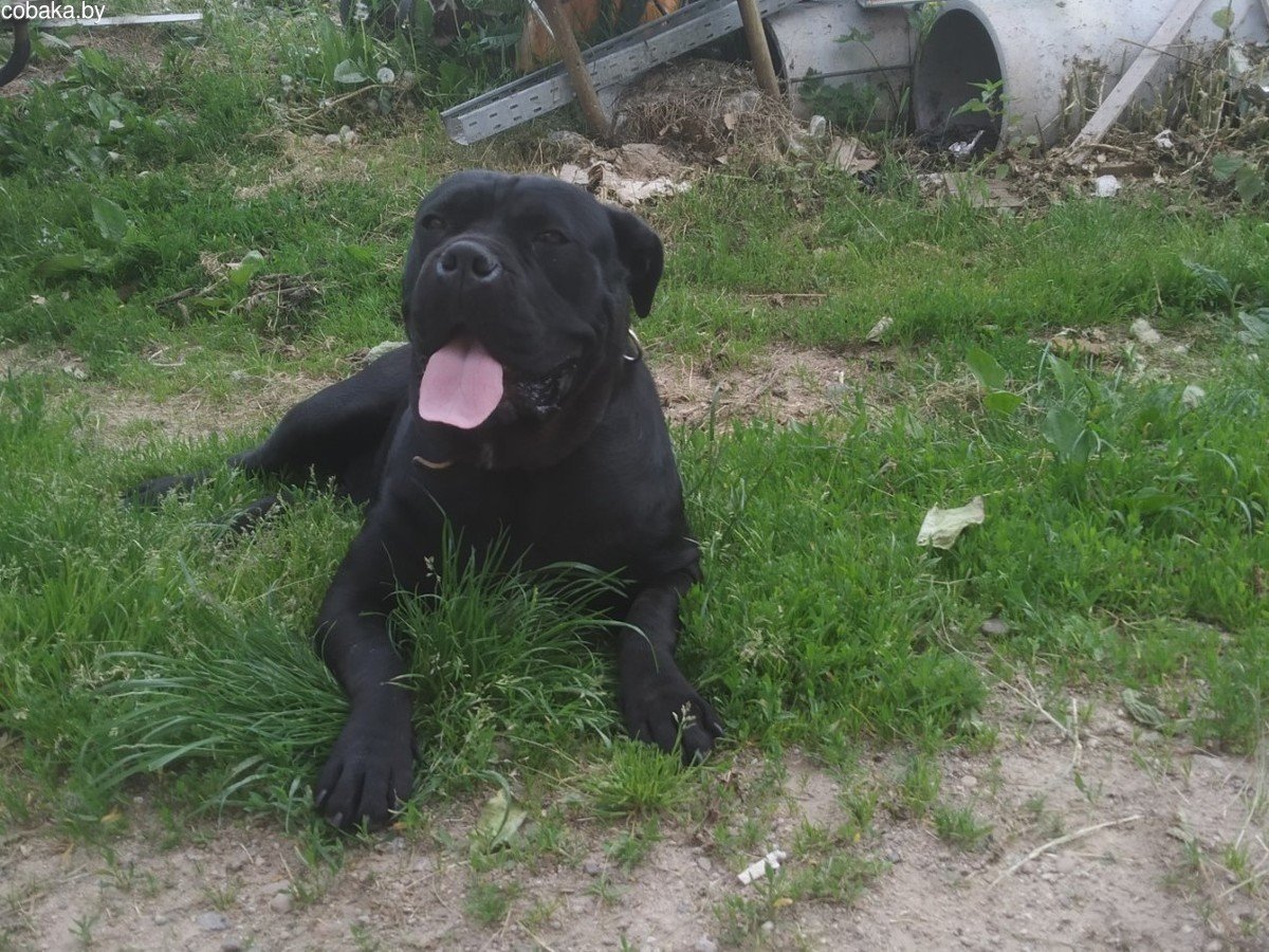 Кане Корсо трехцветный