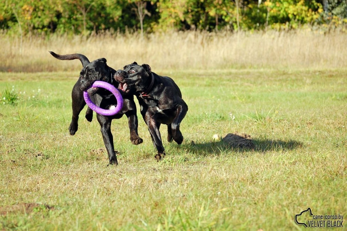Метис Кане Корсо и ротвейлера